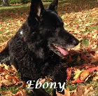 Ebony .2002-2015